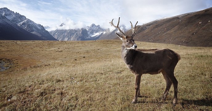 A cause du réchauffement climatique, les rennes d'Arctique sont en danger