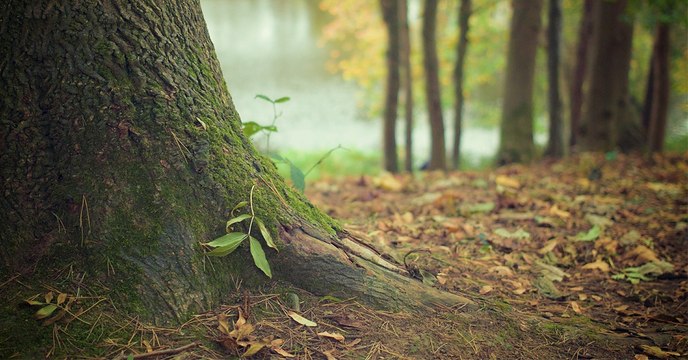 De rares virus géants ont été découverts dans le sol d'une forêt américaine