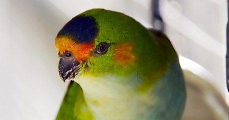 L'Australie aurait envoyé des centaines d'oiseaux rares à un prétendu "zoo" allemand