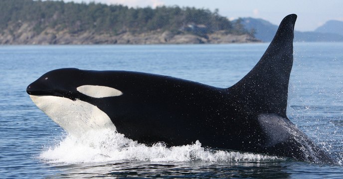 Après le scandale des prisons pour cétacés , la Russie songerait à réduire la capture des orques et bélugas
