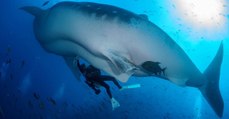 Des plongeurs ont réalisé la première échographie sous-marine d'un requin-baleine