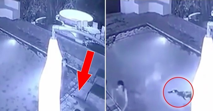 Ein junges Paar wird im Hotelpool von einem Krokodil angegriffen