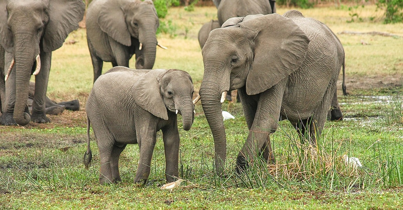 A cause du braconnage, les éléphants naissent de plus en plus sans défenses en Afrique