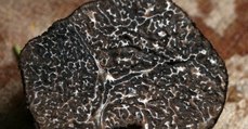 La truffe noire est menacée par le changement climatique