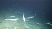 Une immense pouponnière de requins découverte dans les profondeurs au large de l'Irlande