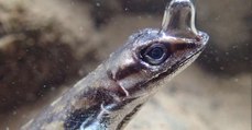 Ce petit lézard capable de respirer sous l'eau étonne les scientifiques