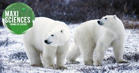 Météorite, empreinte et thé, les 8 actus sciences que vous devez connaître ce 16 novembre