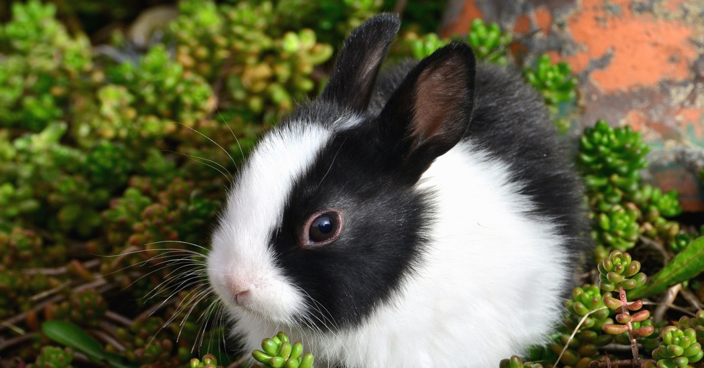 Pour purifier l'air, des scientifiques modifient génétiquement des plantes.... avec un gène de lapin !