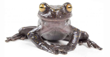 Une étonnante grenouille arboricole a été découverte en Équateur