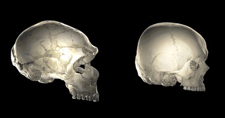 Des gènes hérités de Néandertal influenceraient la forme de notre crâne