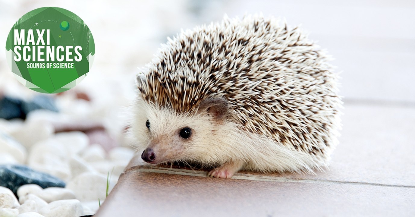 Surdité, hérisson et réchauffement climatique, les 8 actus sciences que vous devez connaître ce 13 janvier