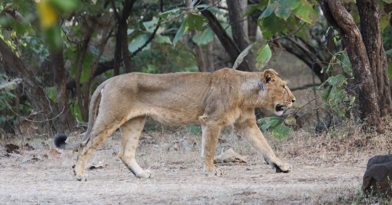 Ce zoo espère sauver les lions asiatiques grâce à l'insémination artificielle