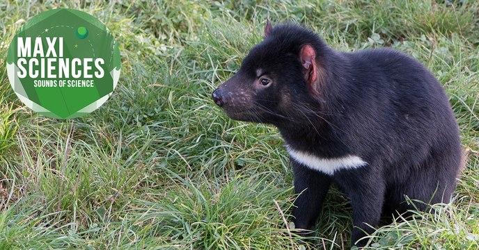 Maria Callas, diable de Tasmanie et baleines, les 8 actus sciences que vous devez connaître ce 30 novembre