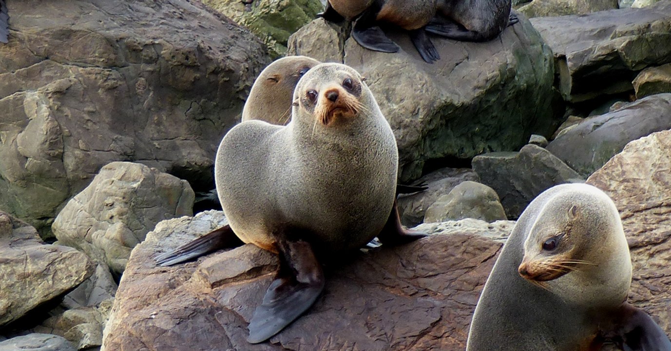 Six bébés phoques retrouvés décapités sur une plage de Nouvelle-Zélande