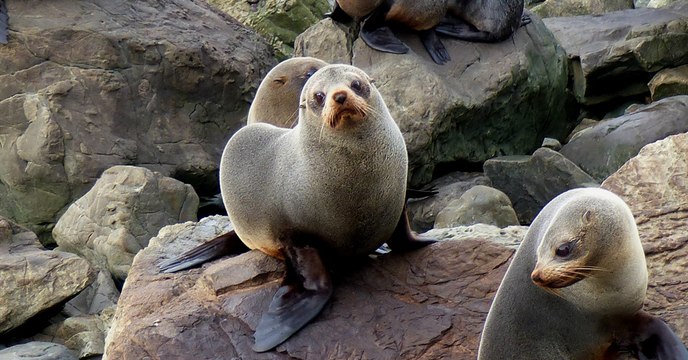 Six bébés phoques retrouvés décapités sur une plage de Nouvelle-Zélande