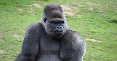 Les humains ne sont pas les seuls à tricher, les gorilles aussi !
