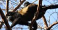 A cause de l'Homme, ces singes du Costa Rica changent de couleur