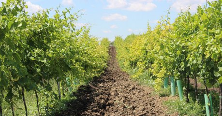 Avec le réchauffement climatique, les pays nordiques se transforment en terres viticoles