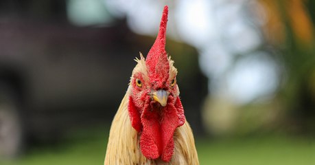 Notre époque restera-t-elle dans l'Histoire en tant que "l'ère du poulet" ?