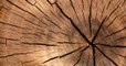 Des scientifiques ont mis au point un "bois métallique" aux incroyables propriétés