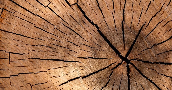 Des scientifiques ont mis au point un bois métallique aux incroyables propriétés