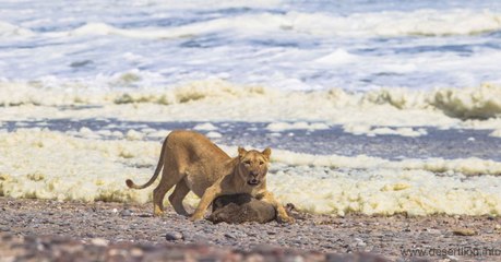En Namibie, les lions doivent changer de régime pour s'adapter à leur environnement