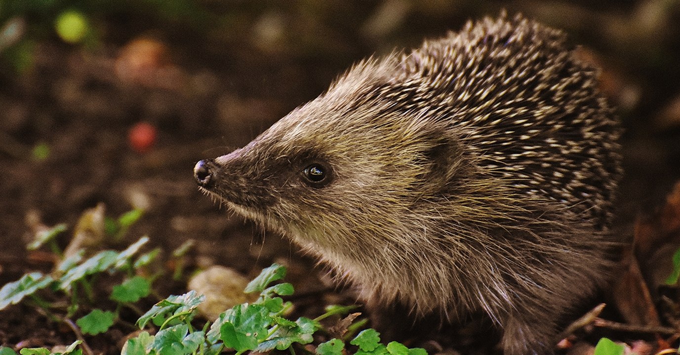En un an, 300 hérissons sont mystérieusement morts en Normandie