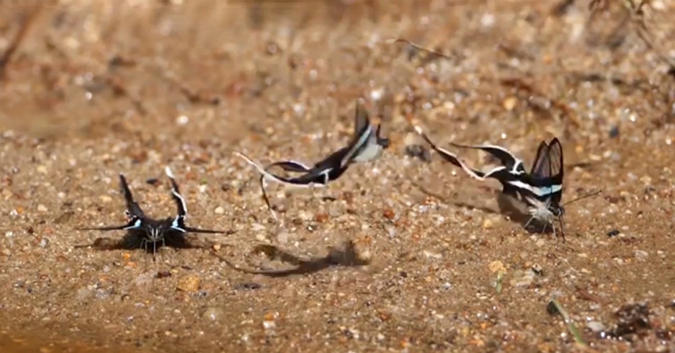 Le vol hypnotique de ces étonnants papillons a été capturé en vidéo
