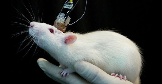 Des chercheurs ont créé des rats cyborgs contrôlables par la pensée
