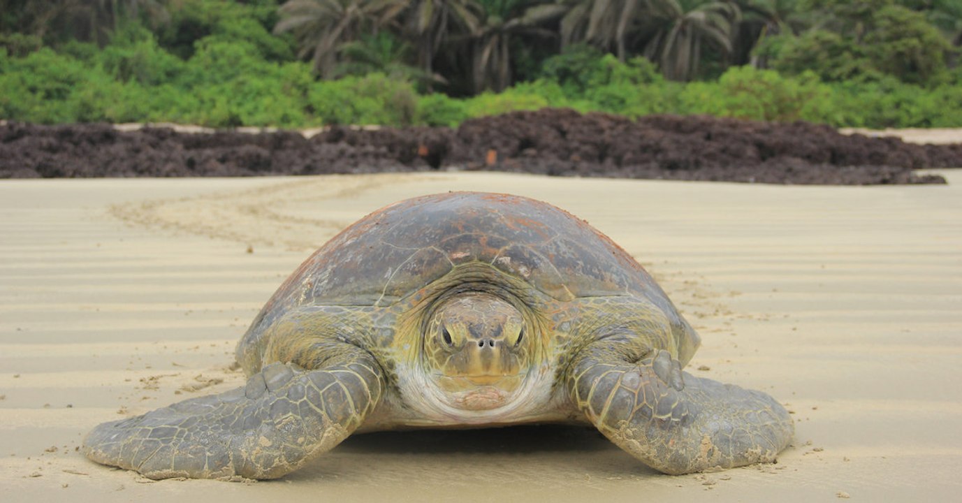 A cause du réchauffement climatique, les tortues vertes seront toutes femelles en 2100