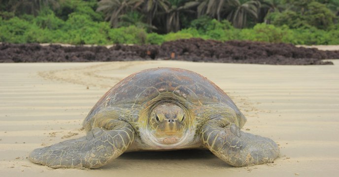 A cause du réchauffement climatique, les tortues vertes seront toutes femelles en 2100