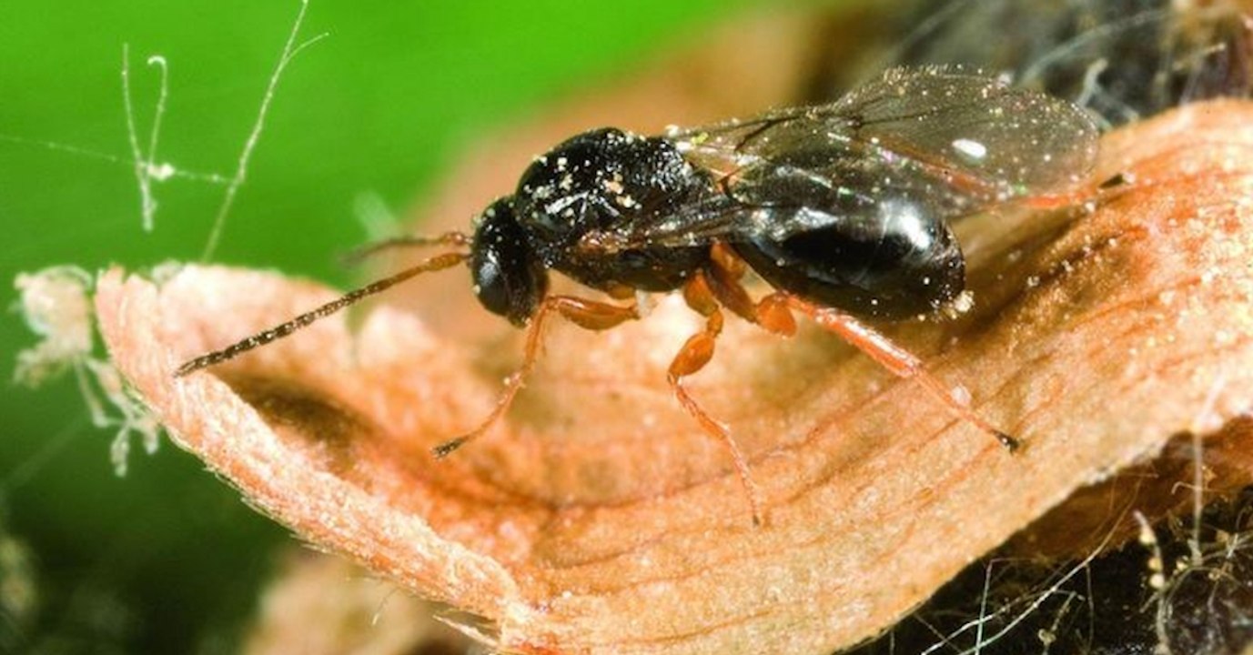 Un insecte menace les châtaigners et les marrons glacés