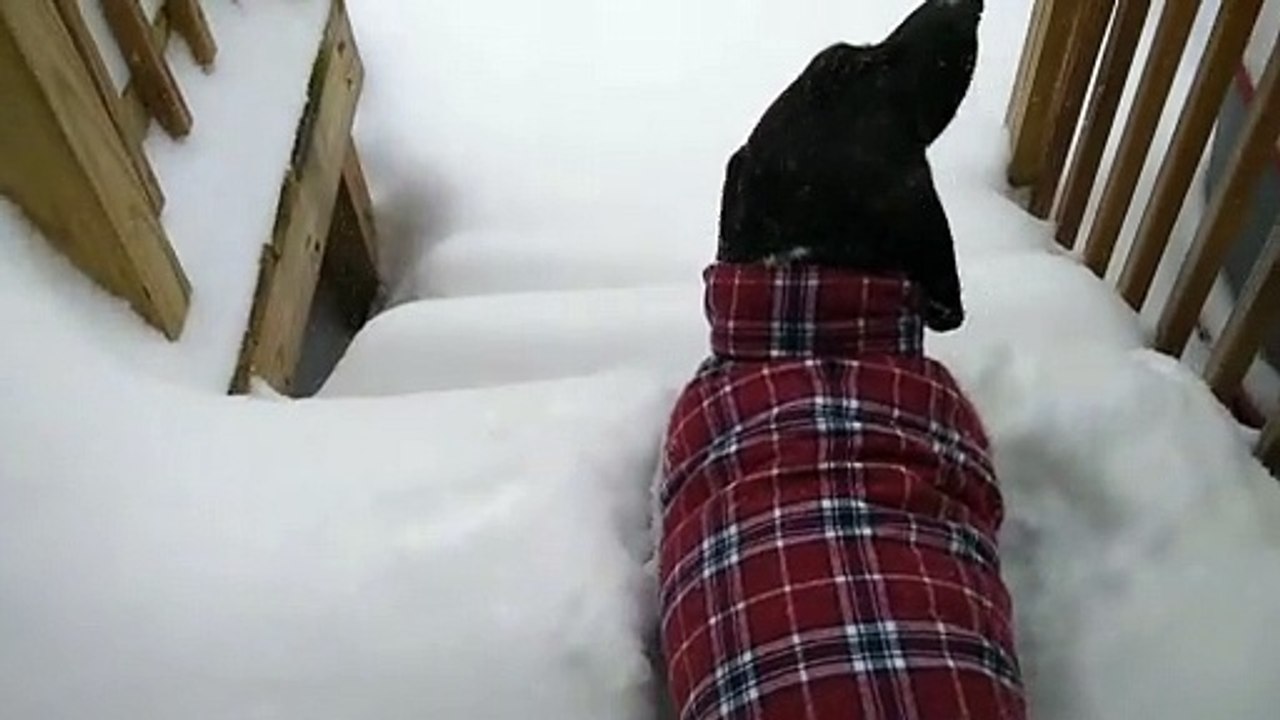 Pup Plows Down Snowy Steps