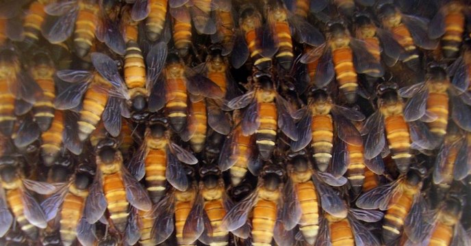 Pour se défendre face aux prédateurs, ces abeilles font la ola