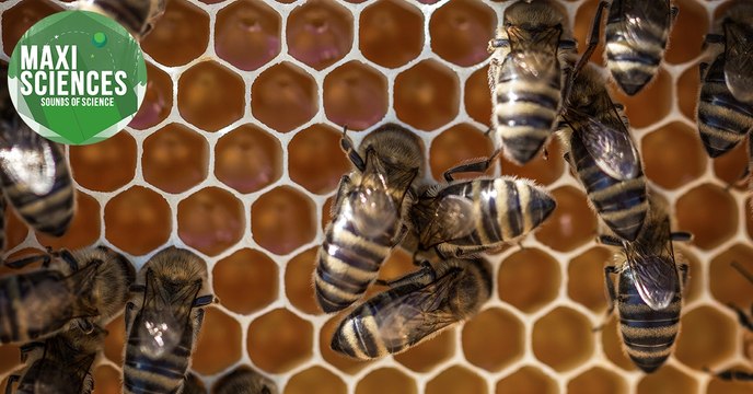 Youtube, araignée et astéroïde, les 8 actus sciences que vous devez connaître ce 19 février