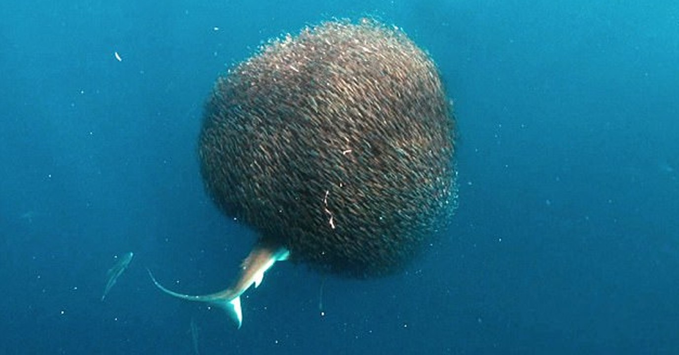 Voici comment un banc de poissons forme une boule pour se protéger des prédateurs (Vidéo)