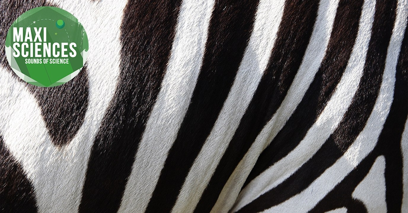 Coton lunaire, café et zèbres, les 8 actus sciences que vous devez connaître ce 18 janvier