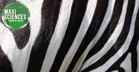 Coton lunaire, café et zèbres, les 8 actus sciences que vous devez connaître ce 18 janvier