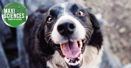 Océan, champ magnétique et chien, les 8 actus sciences que vous devez connaître ce 12 janvier