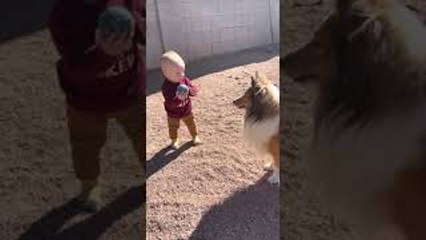 Baby Plays Ball with Pups
