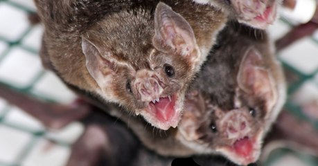 Le venin de chauve-souris vampire pourrait nous aider à guérir de nombreuses maladies