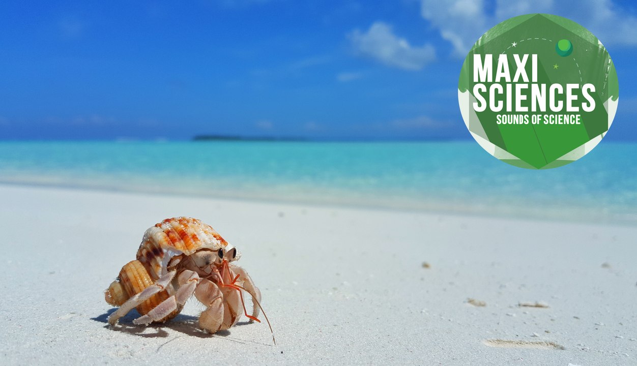 Bernard l'hermite, lièvre et 10 years challenge, les 8 actus sciences que vous devez connaître ce 21 janvier