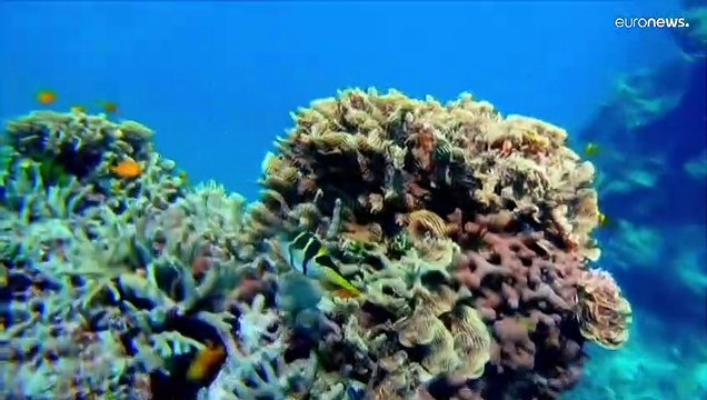 Учёные: кораллы обречены, даже если цели климатических соглашений будут достигнуты