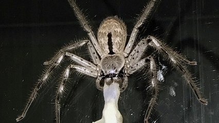 Australien: Eine riesige Spinne schleppt einen toten Gecko hinter sich her