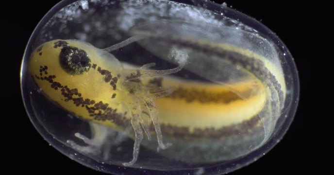 Les incroyables images du développement d'une cellule en organisme vivant (VIDEO)