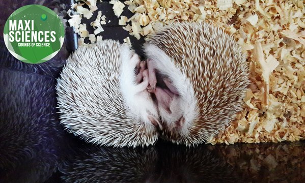 Youtube, Ultima Thule et hérissons, les 8 actus sciences que vous devez connaître ce 30 janvier