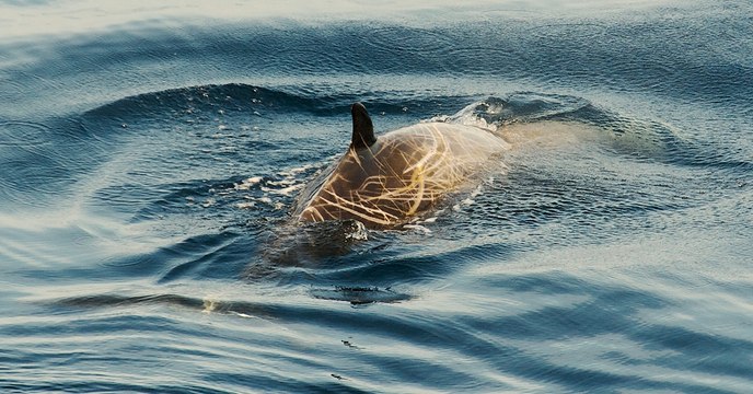 Des scientifiques demandent l’arrêt des sonars militaires pour sauver les baleines de Cuvier