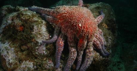 La disparition du soleil de mer pourrait bien tout changer pour les océans