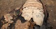 Une quarantaine de momies découvertes en Egypte