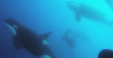 Une espèce d'orques légendaire filmée au large du cap Horn (Vidéo)